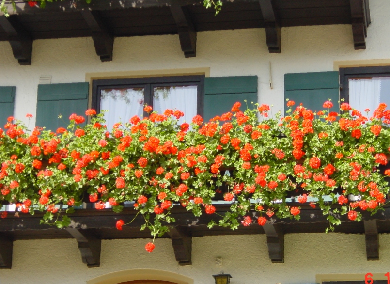 Friedhofsgärtnerei Traunstein Pertl